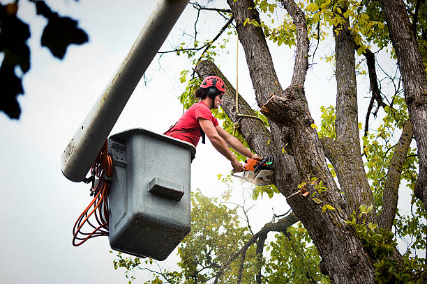 Best Root Management and Removal  in Glen Head, NY